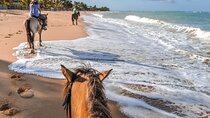 Palomino Horseback Riding Tour