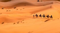 Private Sunrise Safari Tour in Abu Dhabi with Camel Ride