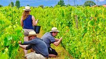 From Vine to Wine: A Harvest Adventure in Douro Valley