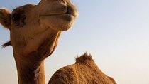 One Hump Camel Farm and Wine Tour