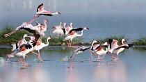 Private Tour Birding Overnight Safari Lake Nakuru, Lake Naivasha