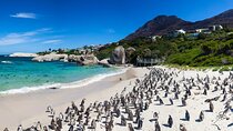 Cape Peninsula Private Full Day Tour