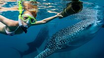 Whale Shark Encounter and Sumilon Sandbar with Kawasan Falls