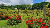 Full-Day Guided Wine Tour in Mt Tamborine From Gold Coast