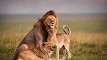 3 Days 2 Nights Maasai Mara Joining Safari Tour