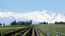 Full Day Private Guided Tour of Vinicolas de Mendoza