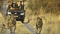 3-Day Guided Kruger National Park Safari Tour from Johannesburg