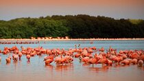 Pink Lake Lagoon and Rio Lagartos Tour from Playa del Carmen 