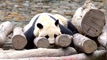 1-Day Panda Base and Mount Qingcheng Private tour from Chengdu
