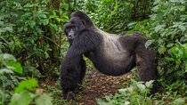 7-Day Gorilla Tracking Safari in Uganda Private Tour