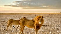 Private 11 Days Namibian Guided Tour