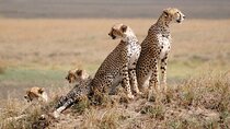 6 Days, Budget Group Safari to Masai Mara, Lake Nakuru & Amboseli