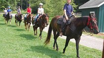 Horse Riding Tour in Bodrum with Roundtrip Transfer