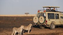 8 Days Mid-Range Tanzania Safari Private Tour