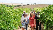 2h Wine Experience, Vineyard walk, 6 wines, charcuterie board