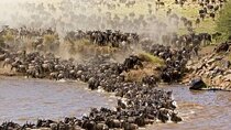 3 Day Maasai Mara Tour
