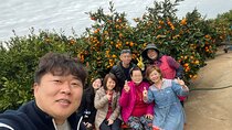 Small group tour FULL - PACKAGE Tour to All Areas in Jeju Island