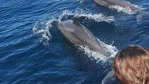 Wild dolphins encounter & snorkeling 