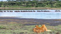 From Arusha: 11 Days famous Serengeti Inside out safari trip