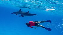 Private Speedboat swimming and Dolphin Watching in Hurghada
