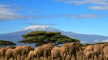 Private Day Tour to Amboseli National Park