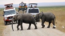 2 Days 1 Night Amboseli National Park Luxury Lodge Safari