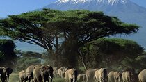 2 Days 1 Night Private Tour to Amboseli National park 4*4 Vehicle