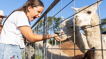 Trevena Glen Farm Animal Experience