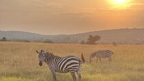 5 Days 4 Nights Akagera Safari and Chimpanzee Trekking Rwanda
