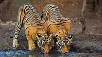 2-Days Private Ranthambhore Tiger Tour from Delhi
