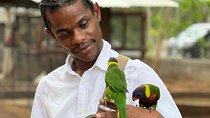 Bird Sanctuary and Montego Bay City Tour 