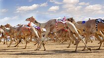 Dubai Royal Camel Race with Prime Seats & Short Camel Ride
