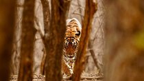3-Day Private Ranthambhore Tiger Tour Including Delhi, Agra, Jaipur