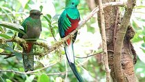 Monteverde Birdwatching and wildlife tour