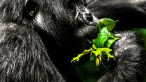 3 Day Private Uganda Gorilla Safari Tour