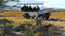 Full Day Private Big 5 Aquila Safari Activity From Cape Town 
