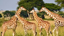 Durban: Tala Game Reserve Natal Lion Park and Phezulu Safari