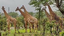 Half Day Tala Game Reserve and Phezulu Safari from Durban