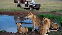 1 Day Hluhluwe Imfolozi Game Reserve and Game Drive from Durban