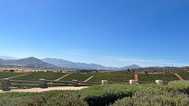 Wine Tasting Tour to Casablanca Valley (Wine Region)