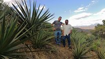 Tour de Mezcal desde Ciudad de Mexico