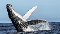 Whale Watching Shared Boat Trip from Cape Town
