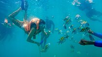Adventure full day Isla Barú + Mangroves + Snorkel + bioluminescent plankton