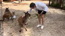 Shore Excursion-Healesville-Sanctuary-Private-Group- Max 7 PAX -Yarra Valley