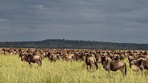Private 8-Day Mara River Crossing Serengeti Wildebeest Migration 