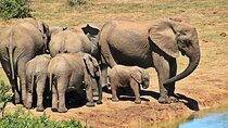 4 Day Garden Route and Addo National Park Tour from Cape Town