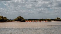 Private Las Coloradas and Ria Lagartos Tour