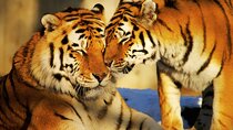 4 Day Golden Triangle Tour with Ranthambore Tiger Tour