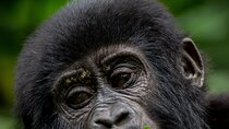 3 Days Luxury Gorilla Trekking Safari