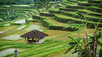 Jatiluwih Rice Terrace and Temple Tour 